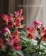 <i>Antirrhinum majus</i><BR><BR>��2�ĥ��åȡۥ���ѥ��Ȥ˳ڤ���롪<BR>���󥮥祽�������ƥ�<BR>�إ���󥸥Х����顼��