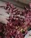 <i>Hebe 'Blackberry'</i><BR><BR>������ء��١�<BR>�إ֥�å��٥꡼��