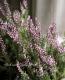 <i>Calluna vulgaris</i><BR><BR>롼ʡإǥ󥬡륺<BR>إ꡼ߥԥ󥯥ѡץ֡١B