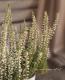 <i>Calluna vulgaris</i><BR><BR>롼ʡ֥륬ꥹ<BR>إ꡼֡١A