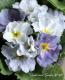 <i>Primula</i><BR><BR>�����Ѥ�롪�ץ���<BR>�إ֥롼�٥꡼�ѥ�åȡ�
