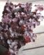 <i>Heuchera hybrid</i><BR><BR>PWҥ塼 إ֥å٥꡼