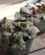 <i>Heuchera hybrid</i><BR><BR>PWҥ塼 إ꡼󥹥ѥ