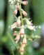 <i>Digitalis 'Red Skin'</i><BR><BR>���������֤Υ������ꥹ<BR>�إ�åɥ������