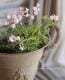 <i>Perennial sweet pea</i><BR><BR>�������ɺ������ȥԡ�<BR>�إ饷�饹���ԥ󥯡٤ȡإѡ��ץ�٤�MIX����
