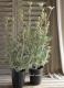 <i>Actinotus helianthi</i><BR><BR>�ե��ͥ�ե�<BR>�إե��󥷡����Ρ���