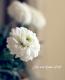 <i>Argyranthemum</i><BR><BR>���ʼ�ޡ�����å�<BR>�إޥ륳���å���