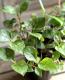 <i>Persicaria capitata<i><i><BR><BR>���꡼��Ϥ�������<BR>�ڥ륷���ꥢ<BR>�إ��꡼���