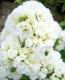 <i>Phlox paniculata</i><BR><BR>Ȭź餭ɺեå<BR> إƥ