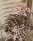 <i>Sambucus nigra</i><BR><BR>�������ڡ�����֥���<BR>�إ֥�å��졼����<BR>��̾�����Υ˥�ȥ���