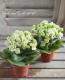 <i>Kalanchoe</i><BR><BR>äο<BR>󥳥<BR>إѥ-륰꡼-