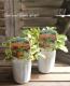 <i>Fragaria vesca</i><BR><BR>�磻��ɥ��ȥ��٥꡼<BR>�ؤ椦�ӥ��奨���