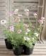 <i>Verbena tenera<i><BR><BR>�ɺ��С��٥�<BR>�С��٥ʥϥ��֥�åɸ���<BR>�إ��󥰥��MIX��