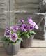 <i>Petunia��hybrida</i><BR><BR>�ڥ���˥����ץ쥸�㡼<BR>�إۥ磻�ȥ�٥������������