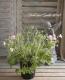 <i>Geranium Dreamland</i><BR><BR>˥<BR>إɥ꡼ɡ