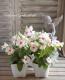 <i>Catharanthus roseus</i><BR><BR>�˥��˥�����<BR>�إ��ޡ��ߥ�ȡ���åɥ�����