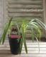 <i>Agapanthus</i><BR><BR>�����ѥ󥵥�<BR>�إ����꡼�ߥ륯��