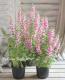 <i>Angelonia angustifolia</i><BR><BR>���󥲥��˥�<BR>�إԥ󥯡�