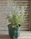<i>Salvia azurea</i><BR><BR>����ӥ�<BR>�إ����쥢��