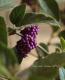 <i>Callicarpa japonica.</i><BR><BR>�ǿ��ʼ��饵�������֡���Ⱦ���-�ʥ��襷���襷-��