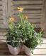 <i>Bidens laevis</i><BR><BR>󥿡⥹<BR> إԥ󥯥ϥˡ