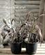<i>Phormium tenax</i><BR><BR>���㡼�פʥ饤��<BR>�˥塼�������<BR>�إѥåɥ֥�å���