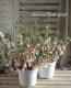 <i>Correa decumbens</i><BR><BR>�������Υ٥뷿�֡�<BR>�����쥢�����ꥹ�ޥ��٥�<BR>�إߥ������٥�ۥ磻�ȡ�