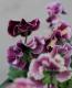<i>Viola��wittrockiana</i><BR><BR�ե��ѥ󥸡�<BR>�եꥺ�륷����<BR>�إѥå����ե롼�ġ�