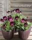 <i>Viola��wittrockiana </i><BR><BR>��⤫�ӥ���<BR>�ؤ襤���⤫��