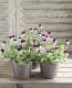 <i>Viola��wittrockiana </i><BR><BR>�ߤ�ȥӥ��顦�ѥ��ƥ륿����<BR>�ؾ�����ץ���