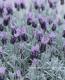 <i>Lavandula stoechas</i><BR><BR>�ץ���ʥ�٥����<BR>�إ���С����̡�����