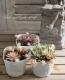 <i>Sempervivum</i><BR><BR>�����ࡦ����ڥ�ӥ���<BR>������إХ˥饷�ե����