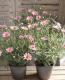 <i>Argyranthemum frutescens</i><BR><BR>�ޡ�����å�<BR>�ϥˡ��ӡ����꡼��<BR>�إ饤�ȥԥ󥯥�����������