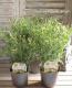 <i>Argyranthemum frutescens</i><BR><BR>�ޡ�����å�<BR>�ϥˡ��ӡ����꡼��<BR>�إ��֥륤��������