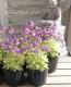 <i>Nemesia caerulea</i><BR><BR>åͿ<BR>ͥ᥷<BR>إե󥺡