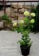 �ӥС��ʥࡦ�ӥ֥�ʥ� �إ��Ρ��ܡ����