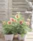 <i>Petunia��hybrida</i><BR><BR>���֥餵��Υڥ���˥�<BR>�إ��������ޥ��å���