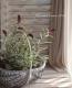 <i>Lysimachia atropurpurea</i><BR><BR>�ꥷ�ޥ���<BR>�إܥ���졼��