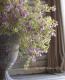 <i>Westringia fruticosa</i><BR><BR>ȥꥢ󡦥ޥ꡼<BR>ȥ󥮥<BR>إХꥨߥ饯륹