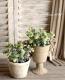 <i>Origanum rotundifolium</i><BR><BR>饤࿧β֥쥬<BR>إեꥢ