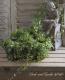 <i>Ficus 'Precious'</i><BR><BR>�ե������إץ쥷�㥹��