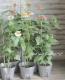 <i>Zinnia Zinderella</i><BR><BR>ʼ˥<BR>إåץMIX