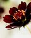 <i>Cosmos atrosanguineus</i><BR><BR>���祳�졼�ȥ����⥹<BR>���祳���������إ��祳���