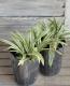 <i>Carex</i><BR><BR>����å���<BR>�إȥ쥸�㡼�������ɡ�