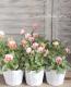 <i>Petunia��hybrida</i><BR><BR>������ݤ���<BR>�ӥ���إե���ե��ꥢ��