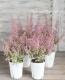 <i>Erica melanthera</i><BR><BR>���ꥫ �����󥻥�<BR>�إӥ꡼�֥�����ɡ�