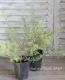 <i>Westringia fruticosa</i><BR><BR>ȥꥢ󡦥ޥ꡼<BR>ȥ󥮥<BR>إ˥ȡ
