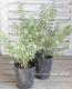 <i>Westringia fruticosa</i><BR><BR>ȥꥢ󡦥ޥ꡼<BR>ȥ󥮥<BR>إեƥ