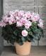 <i>Cyclamen persicum</i><BR><BR>Ȭ�ź餭��������<BR>���ź餭��ꥷ������ <BR>�إ����������ԥ󥯥Х����顼��