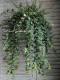 <i>Aeschynanthus </i><BR><BR>��ȥ��åȤ�tef*tef*Green�����ǥ��͡���<BR>�إ������ʥ󥵥��ߥ֥ꥭ��